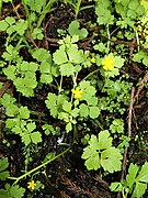 Ranunculus hakkodensis