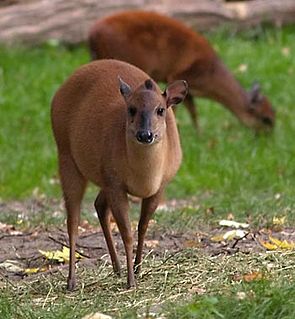 Red forest duiker Species of mammal