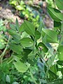 Ruscus aculeatus flowering