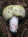 Russula violeipes