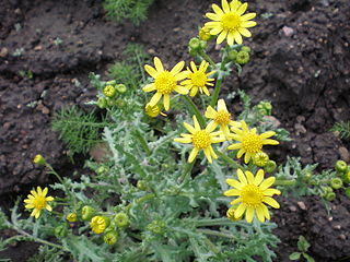 <i>Senecio vernalis</i> Species of flowering plant