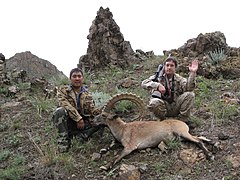 Chasseur avec le corps d'un ibex de Sibérie dans le désert de Gobi, en Mongolie, 2011.