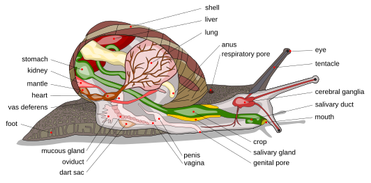 Gastropod anatomy. Snail diagram-en edit1.svg