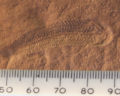 Image 12A Spriggina fossil from the Ediacaran (from History of paleontology)