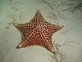 Estrela do mar, representante dos Asteroidea