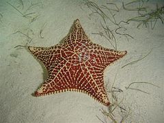 Oreaster reticulatus