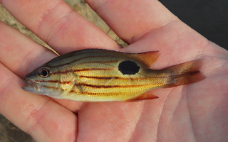 <i>Lutjanus indicus</i> Species of fish