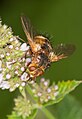 Unidentified fly (Stuttgart, Germany), Fam. Raupenfliegen (Tachinidae), auffällig sind die hellen Beine. Tachina fera aufgrund weiterer Fotos. Doc Taxon