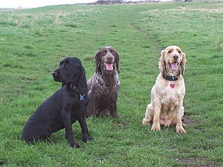 <span class="mw-page-title-main">Spaniel</span> Dog type