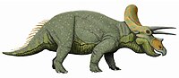 Triceratops