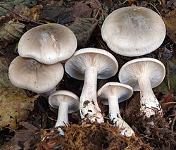 Udulehtrik Clitocybe nebularis Foto: Sven Pruul