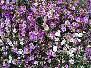 <i>Xeranthemum</i> Genus of flowering plants