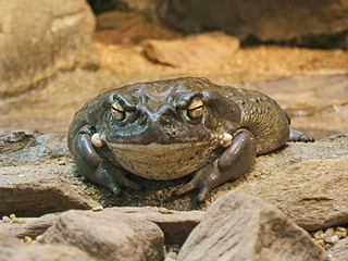 <span class="mw-page-title-main">Colorado River toad</span> Species of amphibian