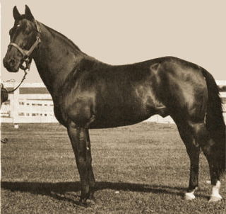 <span class="mw-page-title-main">Maori's Idol</span> Australian Standardbred racehorse