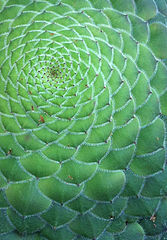 Detail of Aeonium tabuliforme showing the multiple spiral arrangement (parastichy). Photo by Max Ronnersjö. 2012.