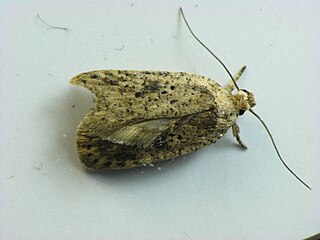 <span class="mw-page-title-main">Depressariidae</span> Family of moths