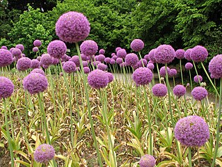 Allium giganteum