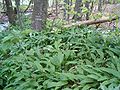 Allium ursinum In the woods