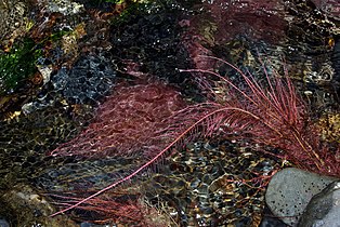 Alnus glutinosa underwater roots