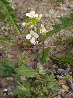 <i>Arabis alpina</i> Species of flowering plant