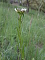 Pijlscheefkelk (Arabis hirsuta subsp. sagittata)