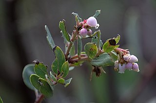 <i>Arctostaphylos glandulosa <span style="font-style:normal;">subsp.</span> crassifolia</i> Subspecies of flowering plant