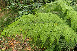 <i>Asplenium bulbiferum</i> Species of fern