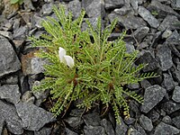 קדד חרמוני (A. angustifolius)