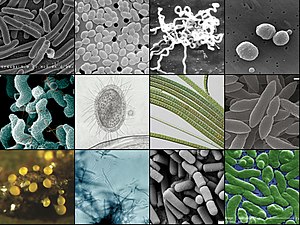 Different types of bacteria