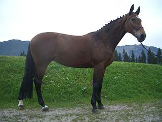 <span class="mw-page-title-main">Bavarian Warmblood</span> Breed of horse