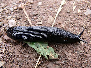 <span class="mw-page-title-main">Black slug</span> Species of gastropod