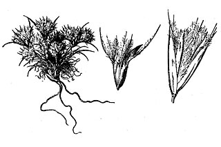 <i>Blepharidachne</i> Genus of grasses