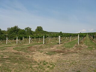 <span class="mw-page-title-main">Slovak wine</span> Wine making in Slovakia