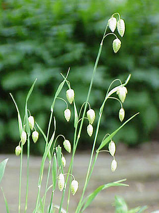 <i>Briza</i> Genus of grasses