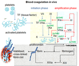 <span class="mw-page-title-main">Coagulation</span> Process by which blood changes from liquid into a gel, forming blood clots