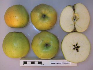 <span class="mw-page-title-main">Honeygold</span> Apple cultivar