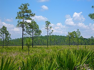 <span class="mw-page-title-main">Cypress dome</span> Swamp dominated by pond or bald cypress