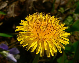 <i>Taraxacum</i> Genus of flowering plants in the daisy family Asteraceae