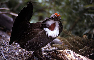 <i>Dendragapus</i> Genus of birds