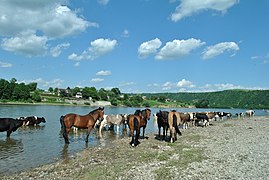 Chevaux, réserve naturelle[10]