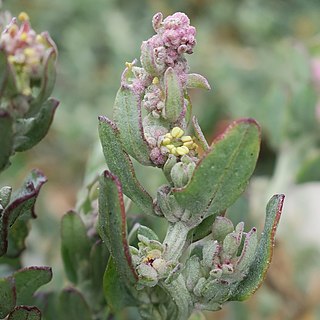 <i>Exomis microphylla</i> Species of flowering plant