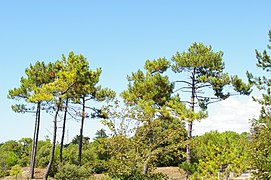 Forêt domaniale des Pays-de-Monts à Saint-Jean-de-Monts, au nord-ouest.