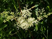 Filipendula ulmaria