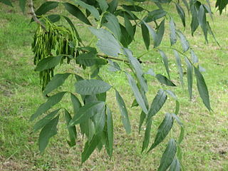 <i>Fraxinus excelsior</i> Species of deciduous tree in the family Oleaceae