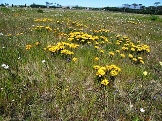 <span class="mw-page-title-main">Rondebosch Common</span> Conservation area in Cape Town