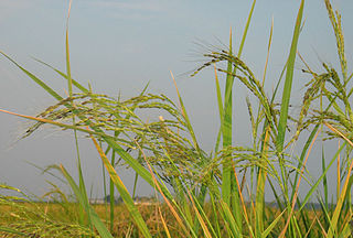 <i>Oryza</i> Genus of plants