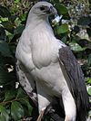 White-bellied Sea Eagle