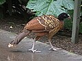 Rufous morph female