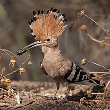 Hoopoe, national bird