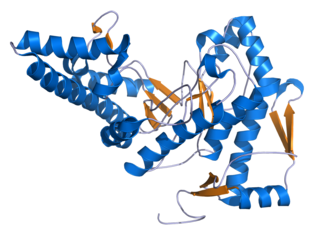 <span class="mw-page-title-main">Hyaluronidase</span> Class of enzymes